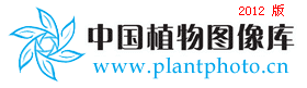schoepfia chinensis 华南青皮木